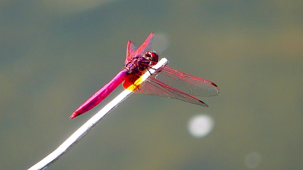 P2270113：ベニトンボ（オス）