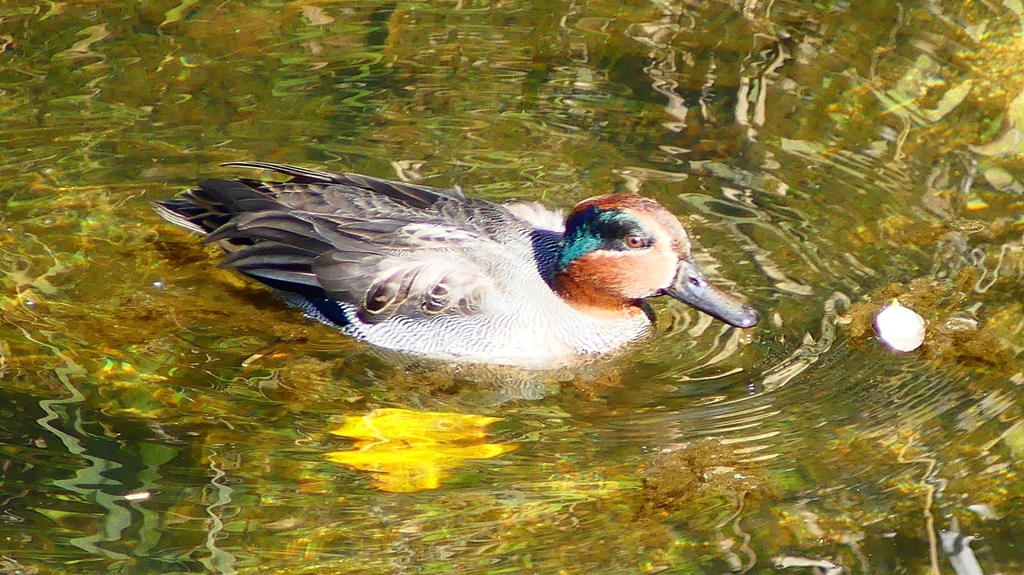 P2400592：コガモ（オス）