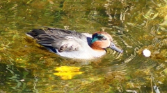 P2400592：コガモ（オス）