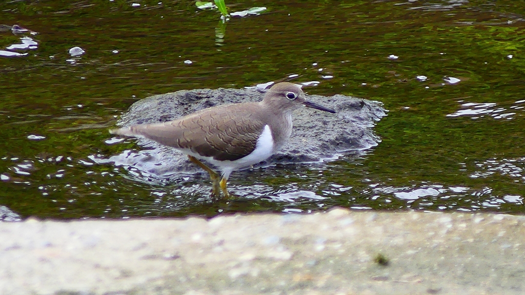 P2290067：イソシギ