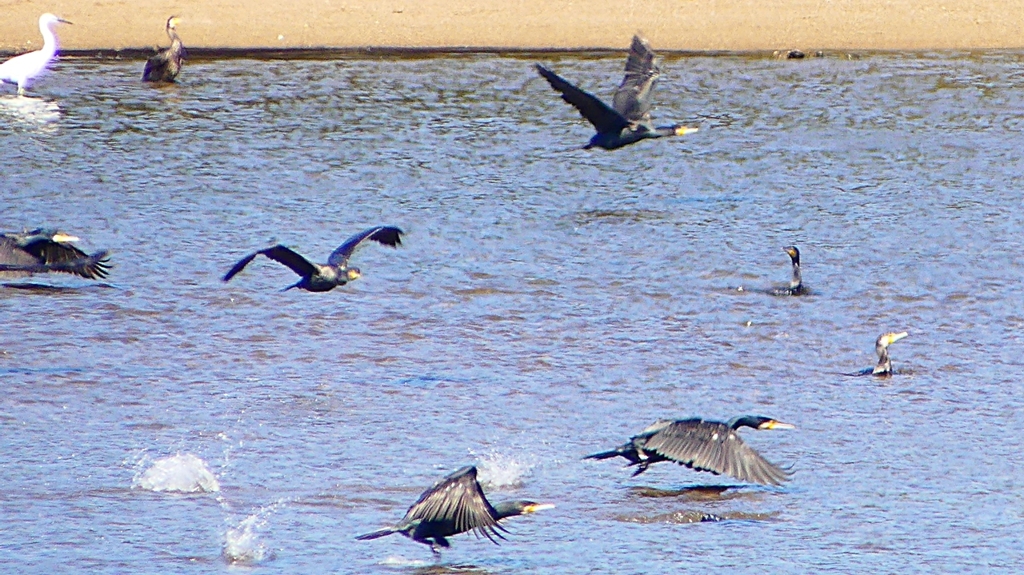 P2330281：カワウの狩り
