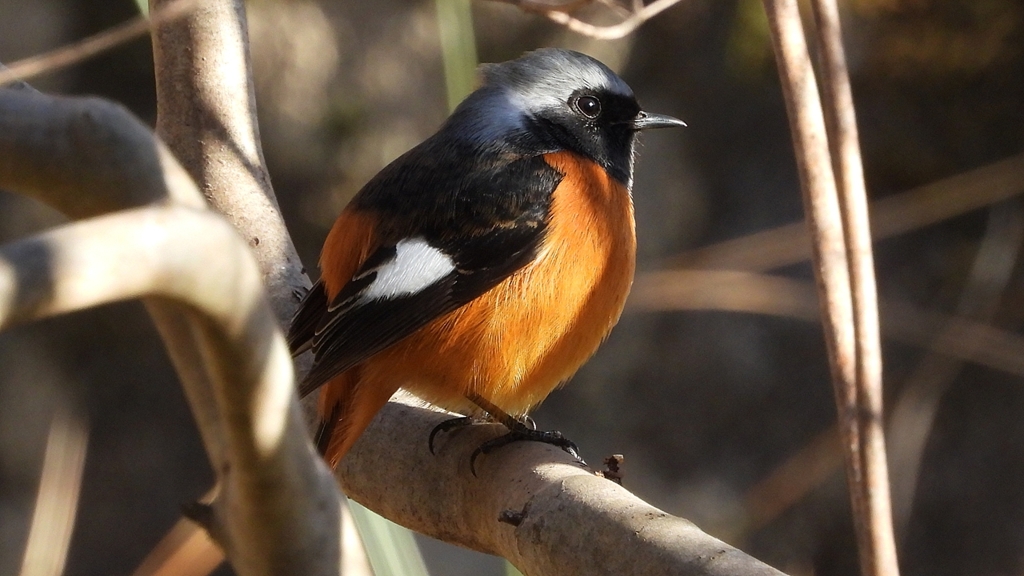 DSCN9003：ジョウビタキ（オス）