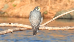 DSCN1478：ハヤブサ