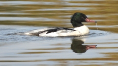 DSCN3149：カワアイサ（オス）