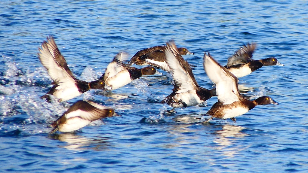 P2380163：飛ぶキンクロハジロ