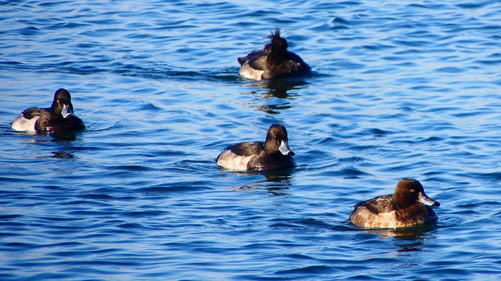 P2380288：キンクロハジロ