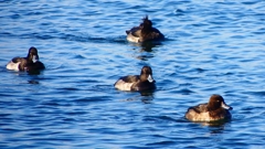 P2380288：キンクロハジロ