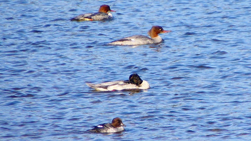 P2390071カワアイサ他