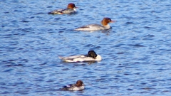 P2390071カワアイサ他