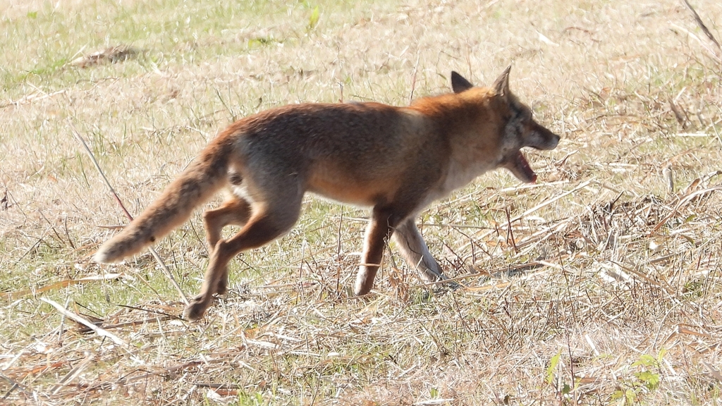 DSCN6746：キツネ