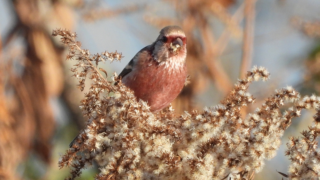 DSCN0986：ベニマシコ（オス）