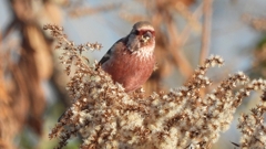 DSCN0986：ベニマシコ（オス）