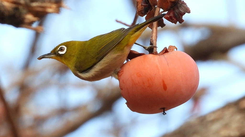 DSCN8624：メジロ