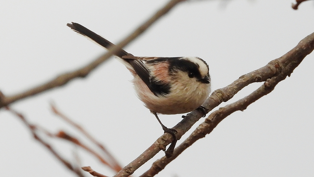 DSCN8555：エナガ