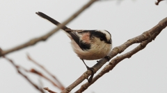 DSCN8555：エナガ