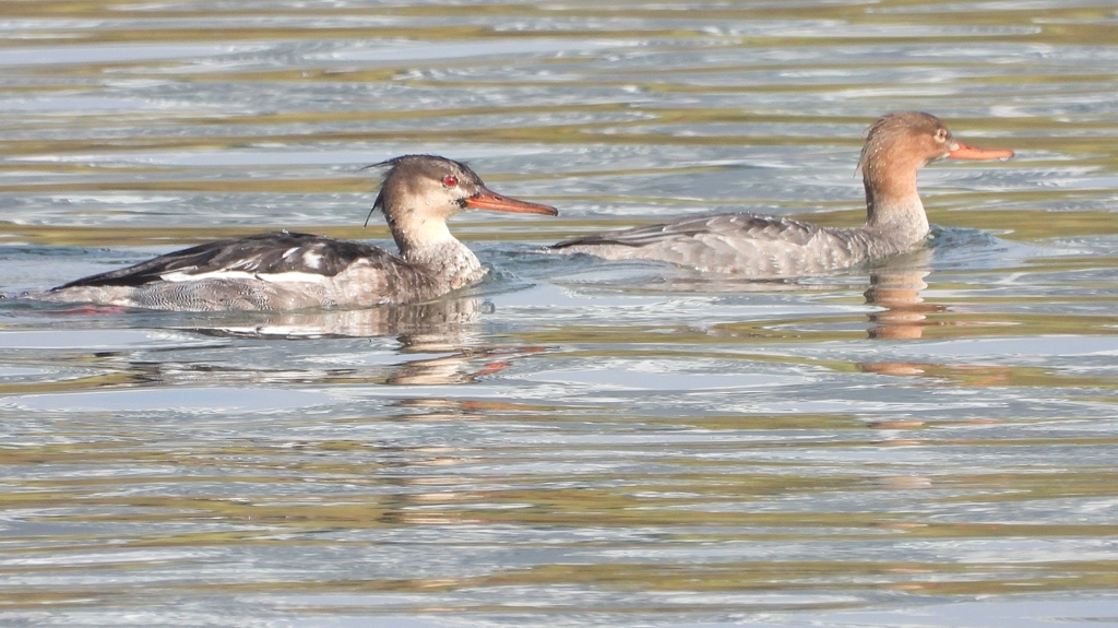 DSCN4547：ウミアイサ