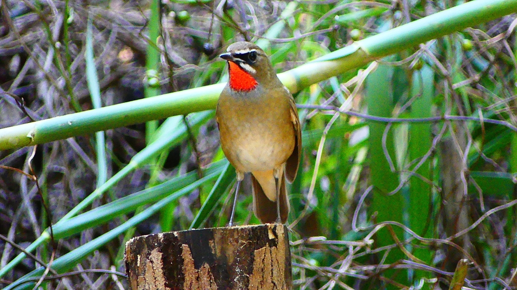 P2310501：ノゴマ（オス