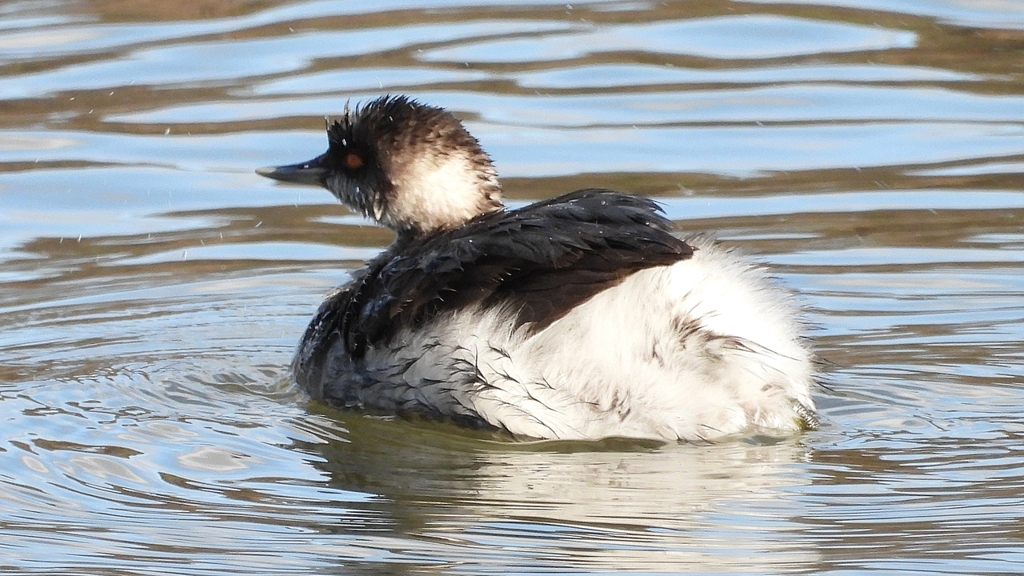 DSCN8028：ハジロカイツブリ