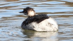 DSCN8028：ハジロカイツブリ