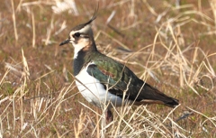 DSCN2741：タゲリ