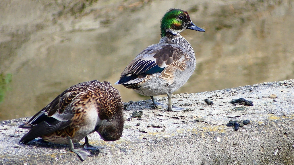 P2350149：ヨシガモ