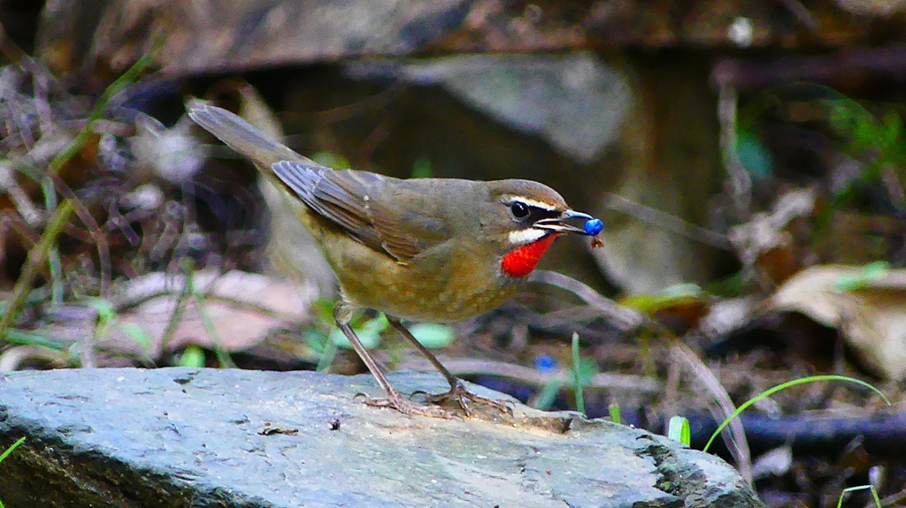 P2310232：ノゴマ（オス