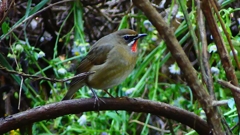 P2310684：ノゴマ（オス