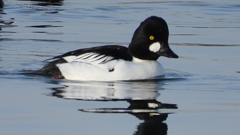 DSCN2463：ホオジロガモ（オス）