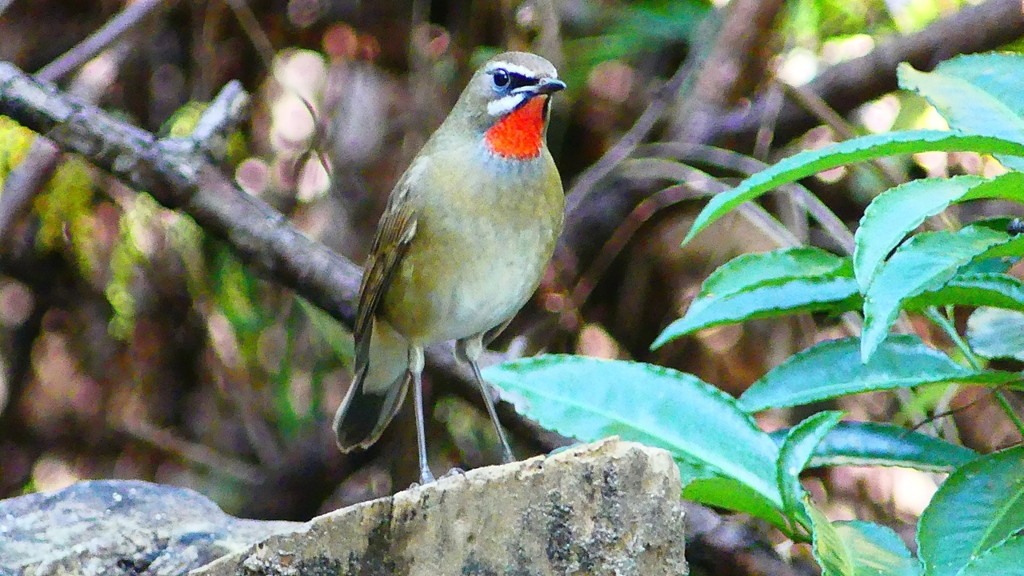 P2310302：ノゴマ（オス