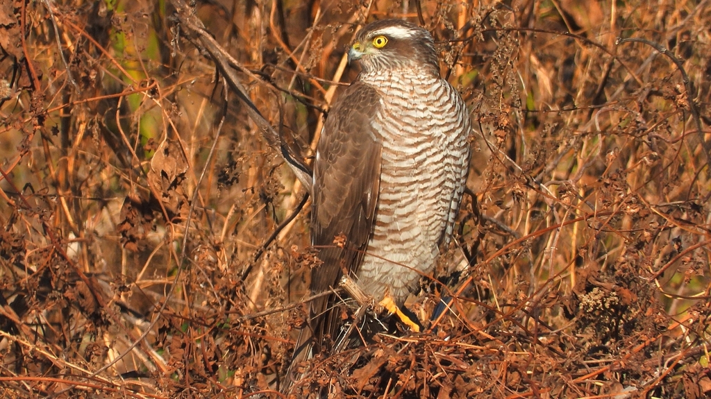 DSCN5501：ハイタカ