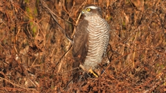 DSCN5501：ハイタカ