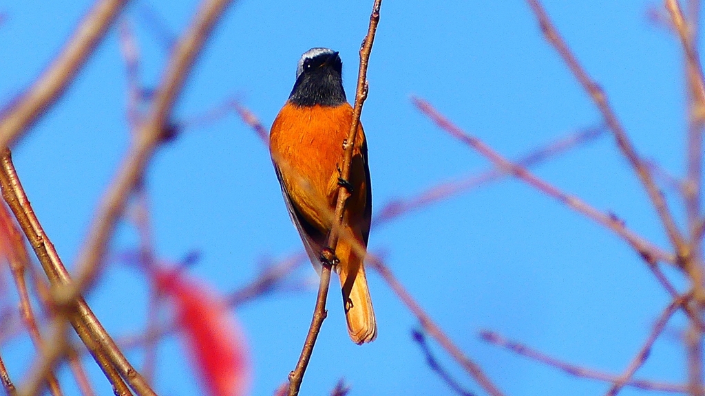 P2360217：ジョウビタキ（オス）