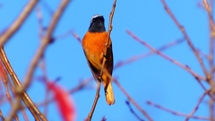 P2360217：ジョウビタキ（オス）