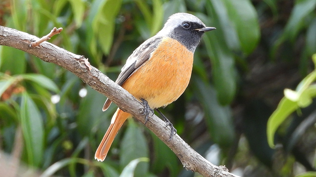 DSCN0342：ジョウビタキ（オス）