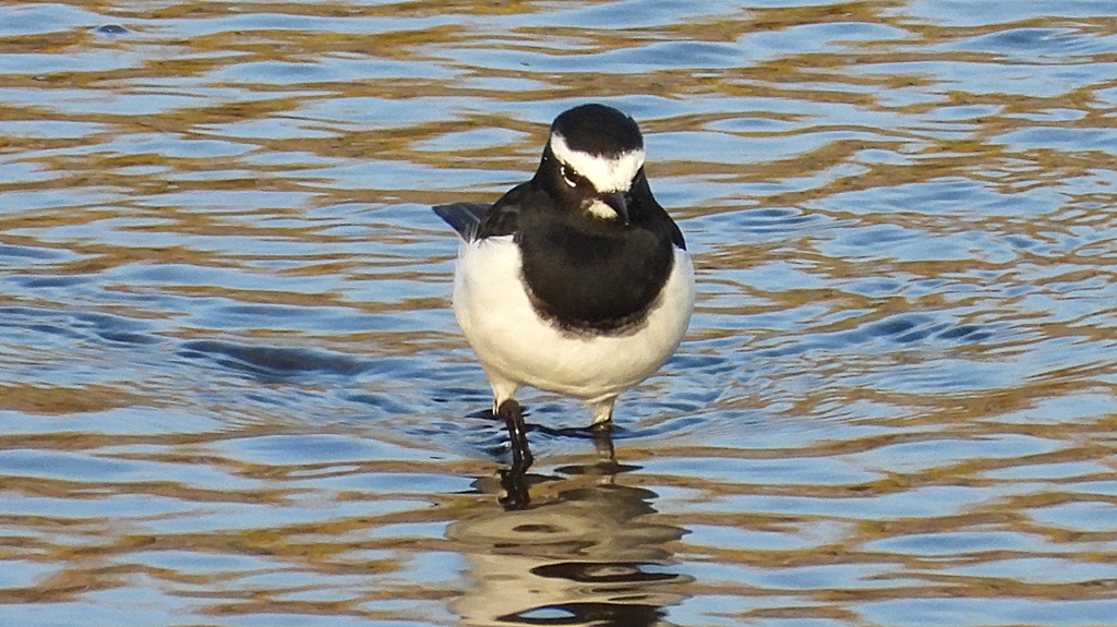 DSCN3643：セグロセキレイ