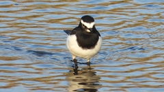 DSCN3643：セグロセキレイ