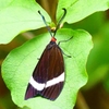 P2260264：ホタルガ