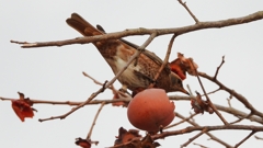 DSCN8587：ハチジョウツグミ