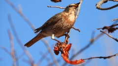 DSCN8787：ハチジョウツグミ