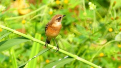 P2290397：ノビタキ