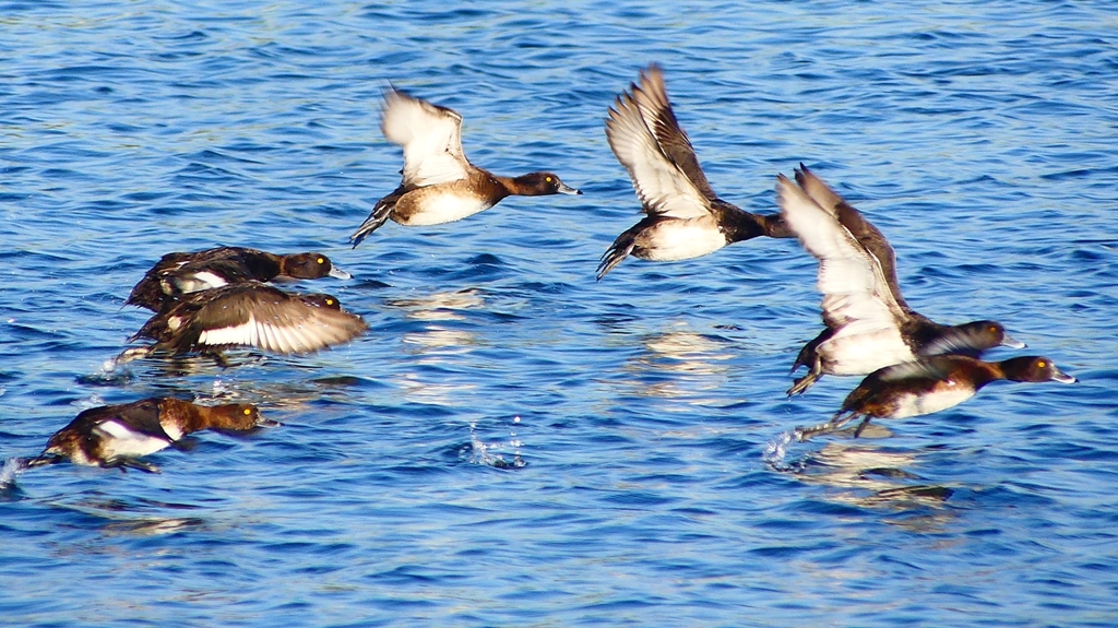 P2380174：飛ぶキンクロハジロ