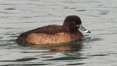 DSCN7169：キンクロハジロ（メス）