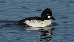 DSCN2532：ホオジロガモ（オス）