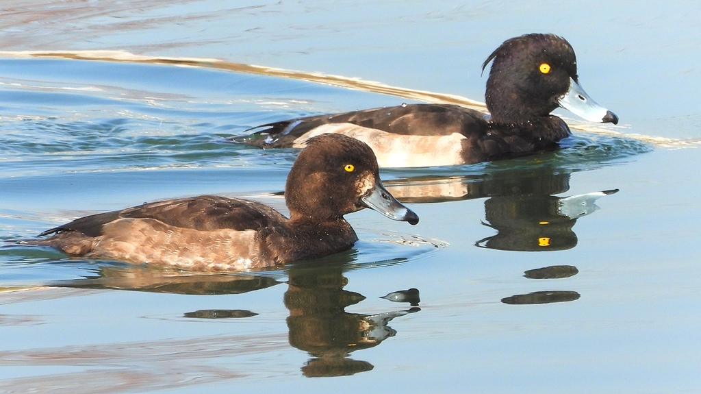 DSCN4159：キンクロハジロ