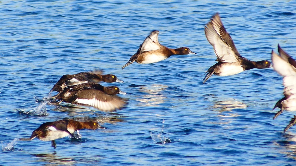 P2380175：飛ぶキンクロハジロ