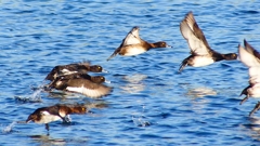 P2380175：飛ぶキンクロハジロ