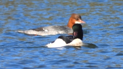 DSCN5858：カワアイサ