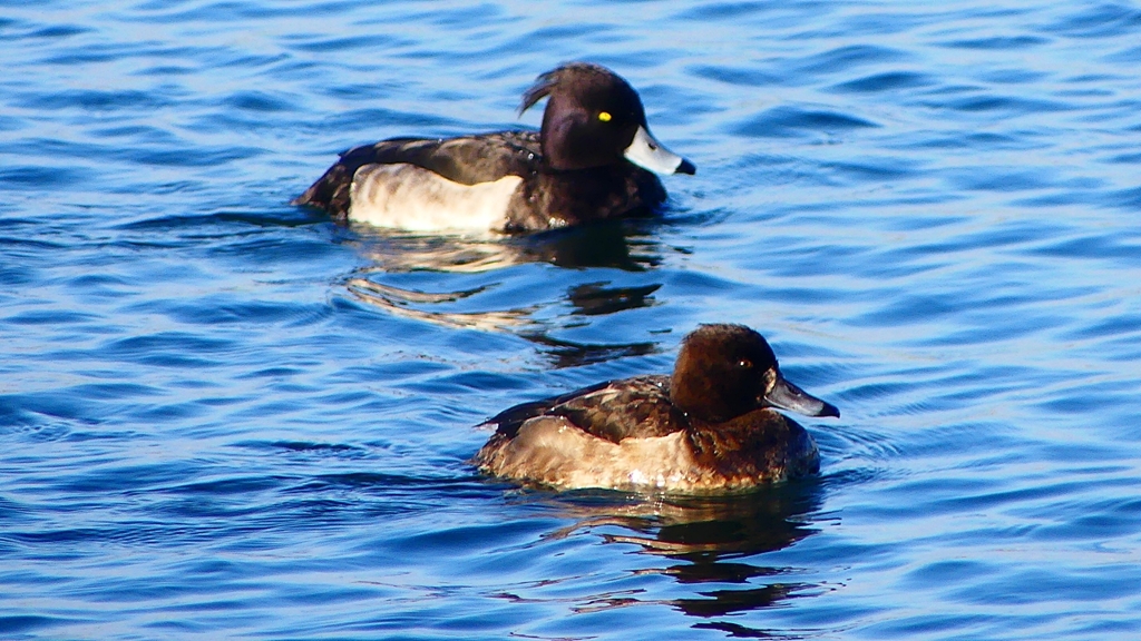 P2380311：キンクロハジロ