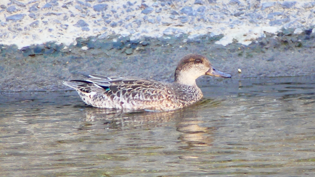 P2320131：コガモ（メス）