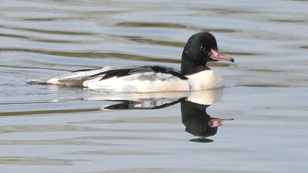 DSCN3091：カワアイサ（オス）